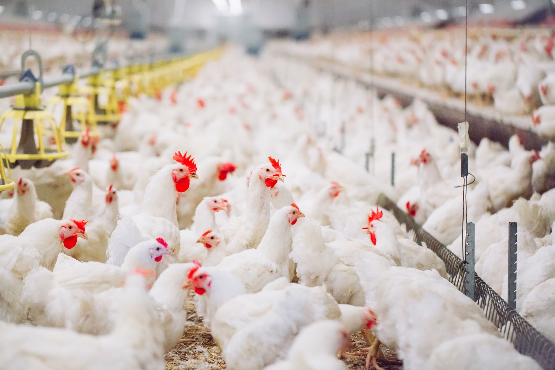 Poultry Production How To Set Up A Poultry Farm Expondo co uk