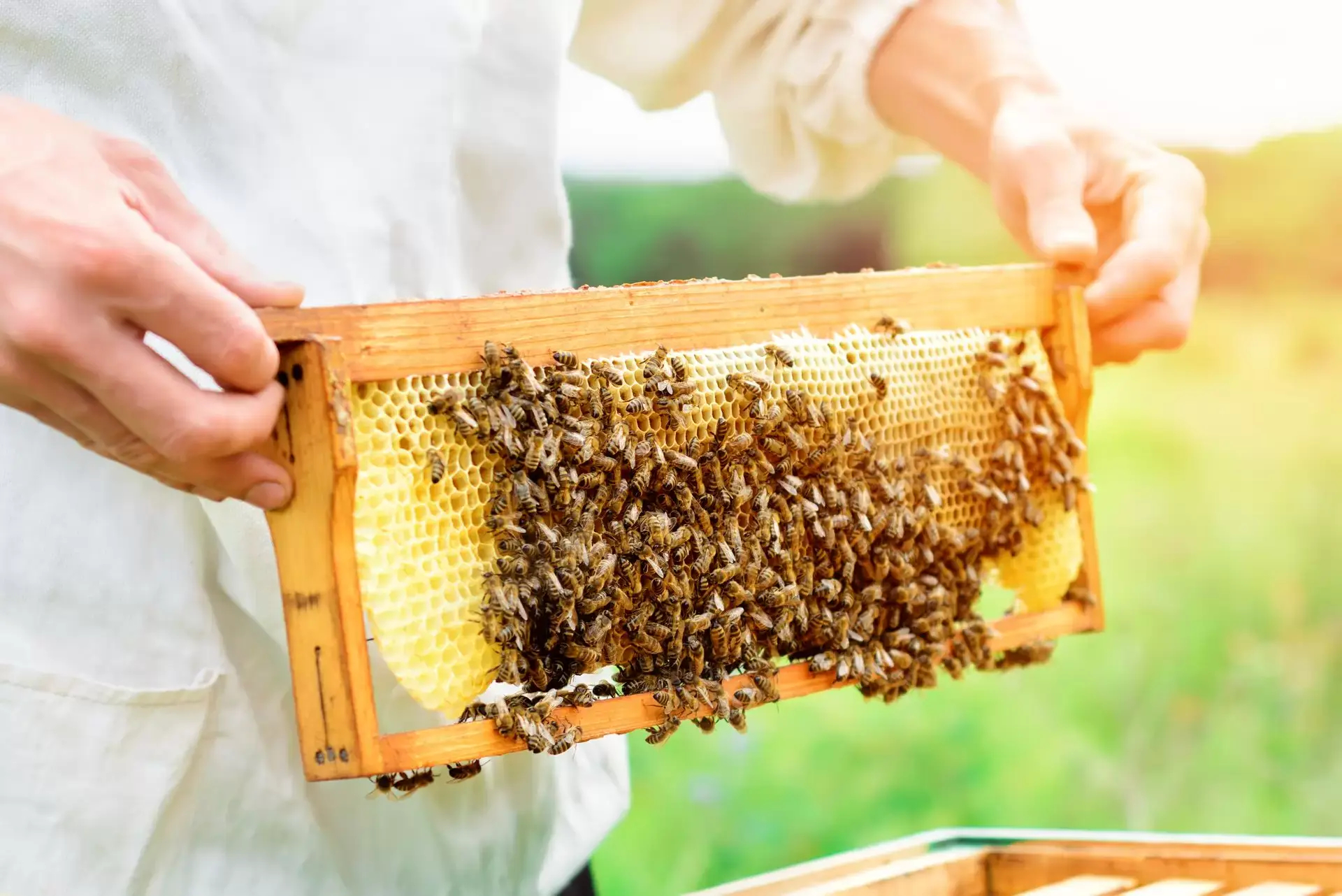 SHAOXI Outils d'apiculture Acier Inoxydable Tamis de Miel de Miel