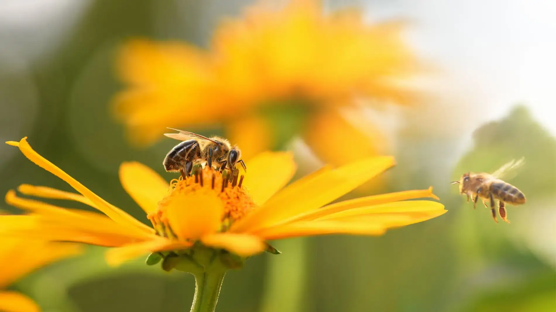 SHAOXI Outils d'apiculture Acier Inoxydable Tamis de Miel de Miel